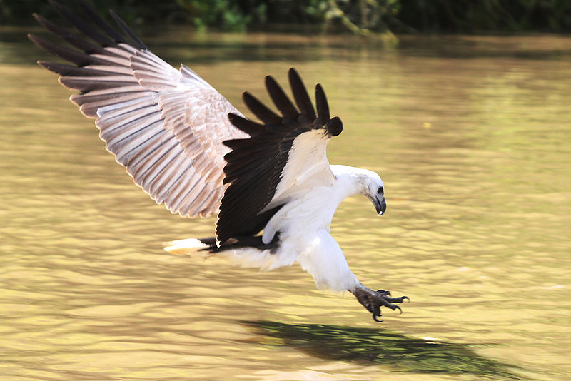 800px-WB_Sea_Eagle_Pounce.jpg