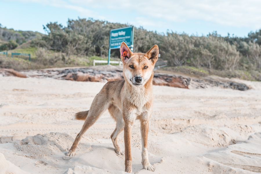 dingoes, fraser island, friendly, safe