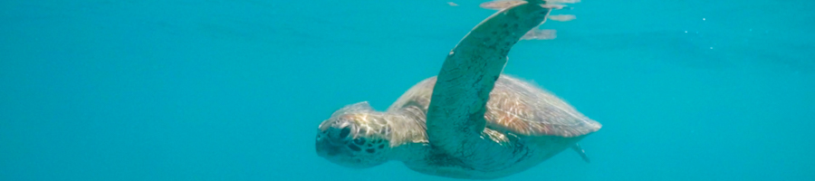 marine life, turtle, snorkelling