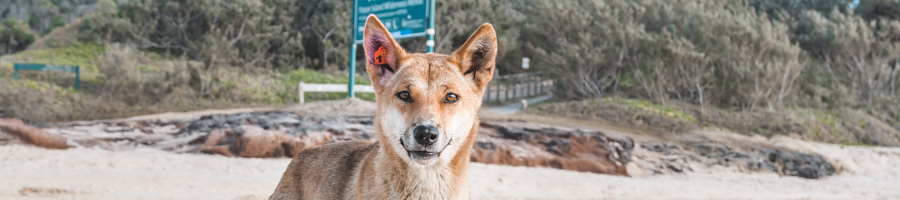 Cool dingo, Happy Valley Dingo Fraser Island
