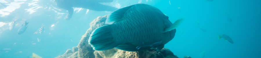 George the Maori Wrasse