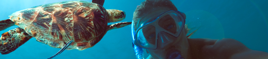Waltzing Matilda, Turtle Selfie