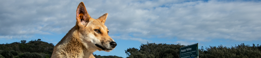 dingo, fraser island, are they safe?