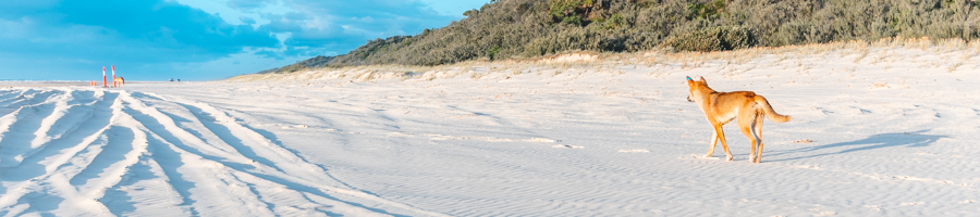 Dingo on beach, Fraser Island