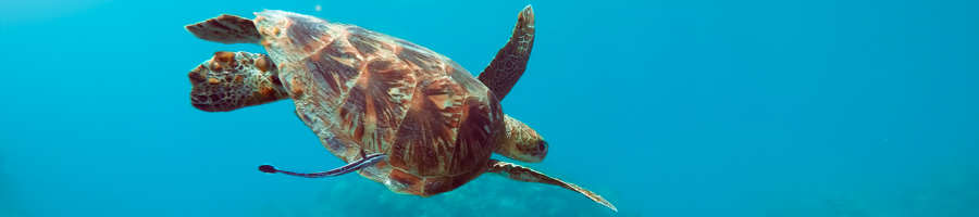 getaway, turtles,whitsundays