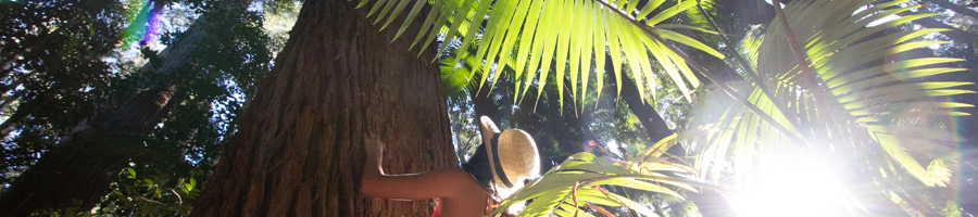 fraser island, rainforest,