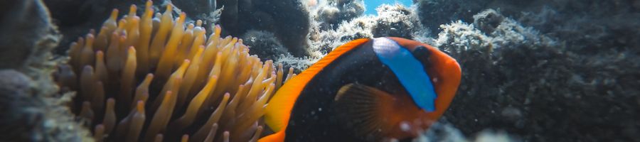 snorkelling, coral, whitsundays
