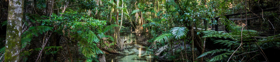 rainforest, fraser island