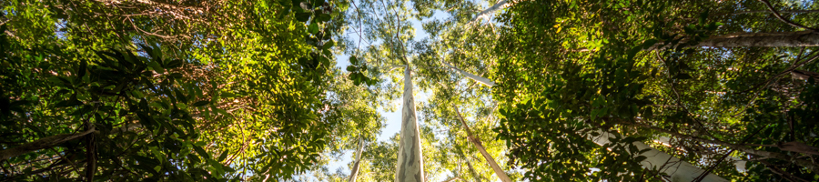 fraser island forest