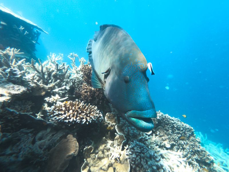 Great Barrier Reef