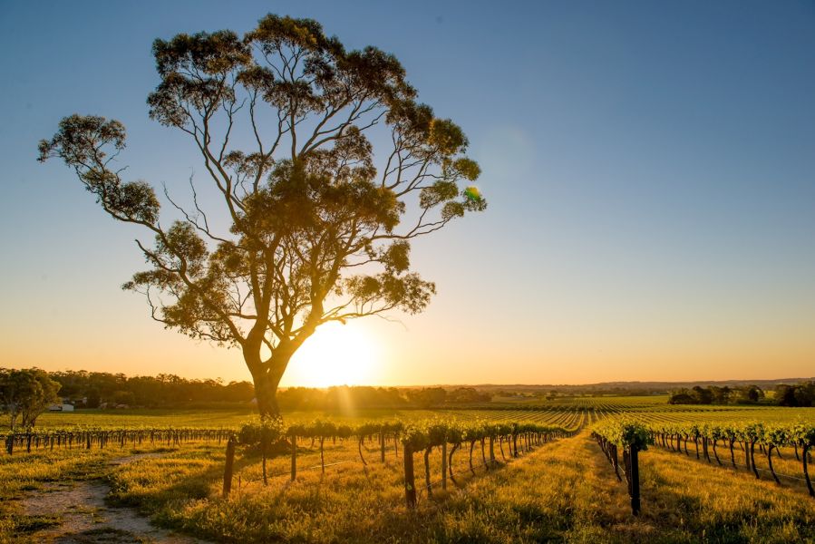 Hunter Valley Wineries Colourful Collective Hero Image | East Coast Tours Australia