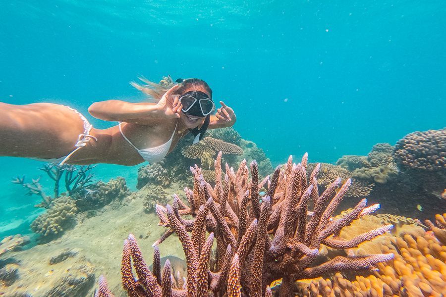 cairns reef tours fitzroy island