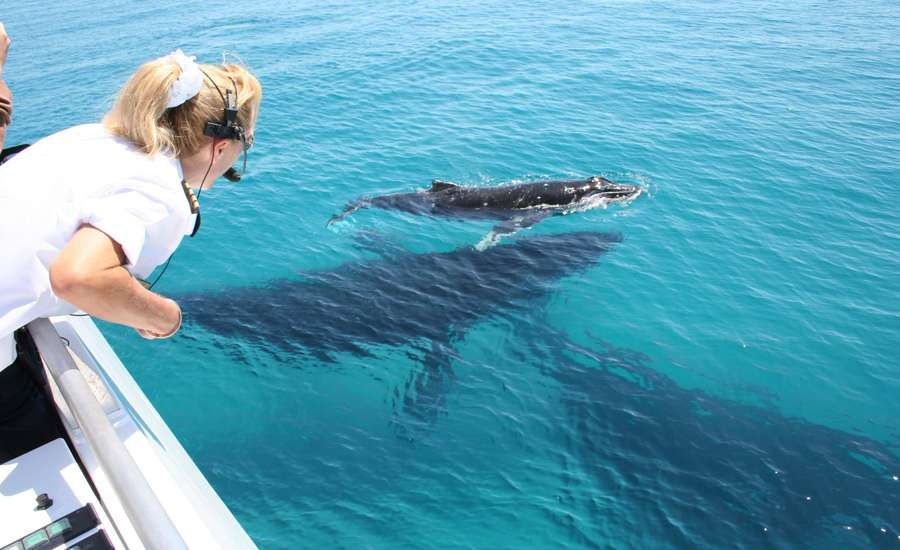 Whale Watching In Moreton Bay Hero Image | East Coast Tours Australia