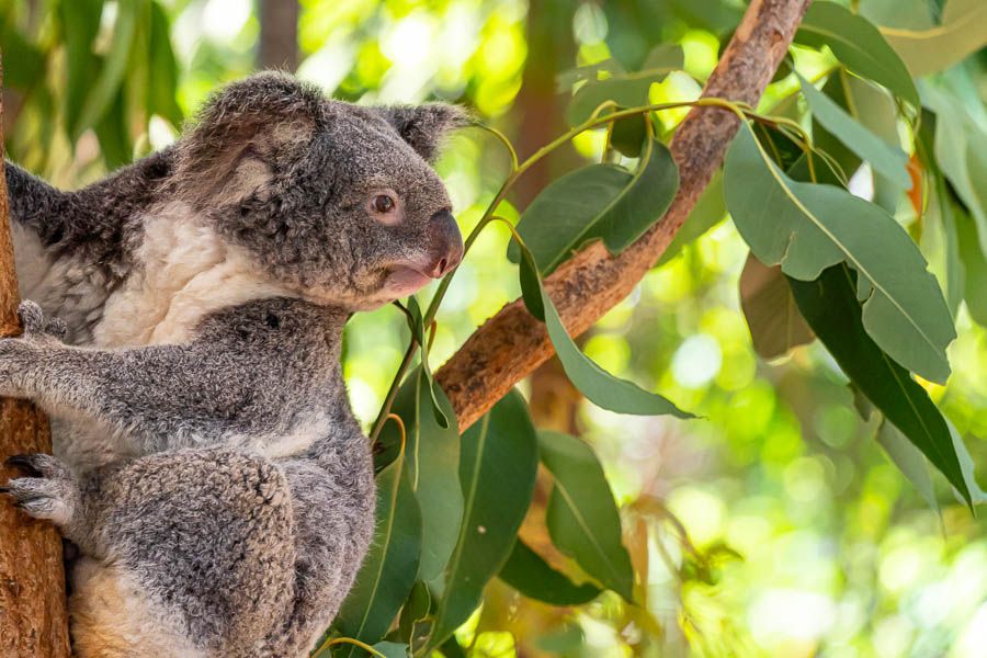 Lone Pine Koala Sanctuary (Entry + Return Cruise Transfer) Hero Image | East Coast Tours Australia