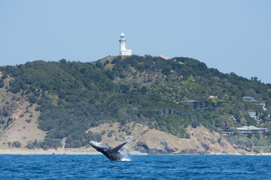 Byron Bay Whale Watching Safari Hero Image | East Coast Tours Australia