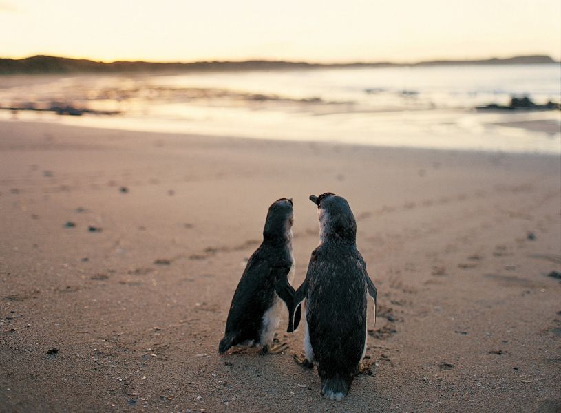 Penguin Parade & Koala Highlights Tour Hero Image | East Coast Tours Australia