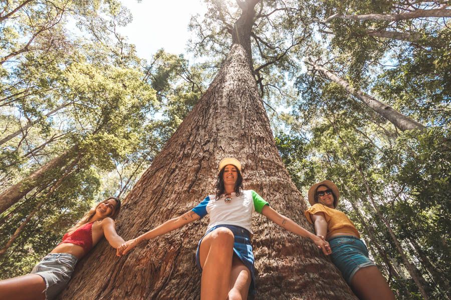 2 Day Great Ocean Road and Otway National Park Tour Main Image | East Coast Tours Australia