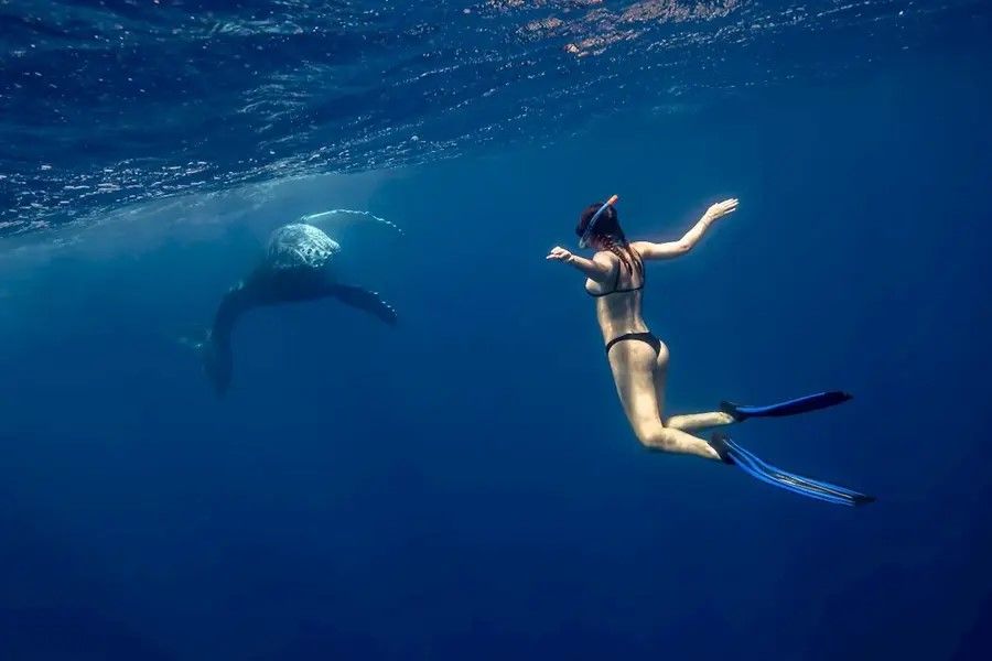 Swim With Whales Gold Coast Hero Image | East Coast Tours Australia