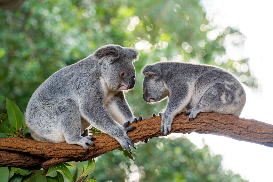 Lone Pine Koala Sanctuary Day Pass Main Image | East Coast Tours Australia