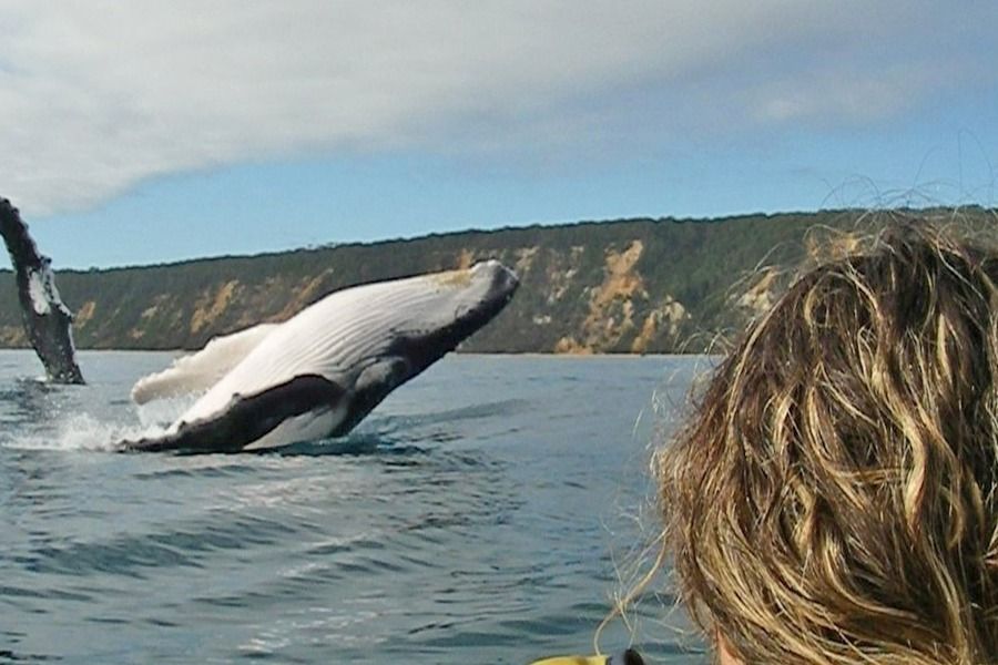 Whale Watching Ocean Kayaking & Beach 4X4 Tour Hero Image | East Coast Tours Australia