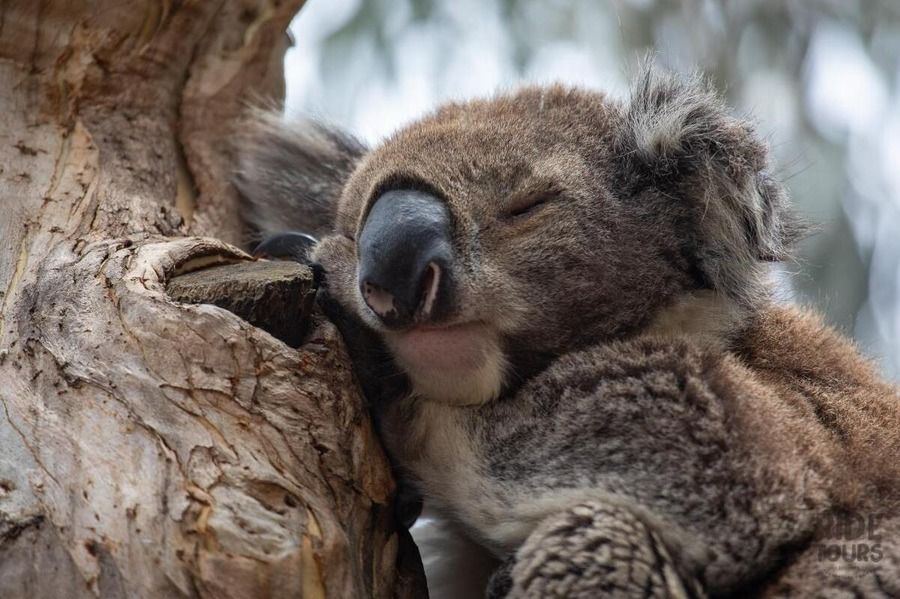 Great Ocean Road Backpacker Day Tour Hero Image | East Coast Tours Australia