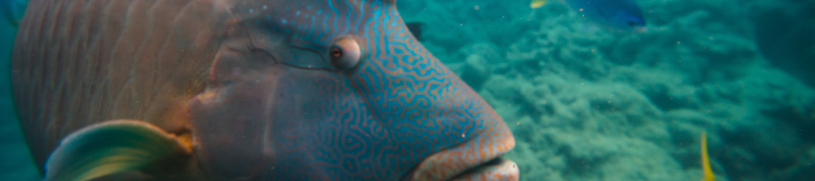 Snorkelling Whitsundays, Wrasse, 