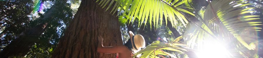 rainforest, fraser island