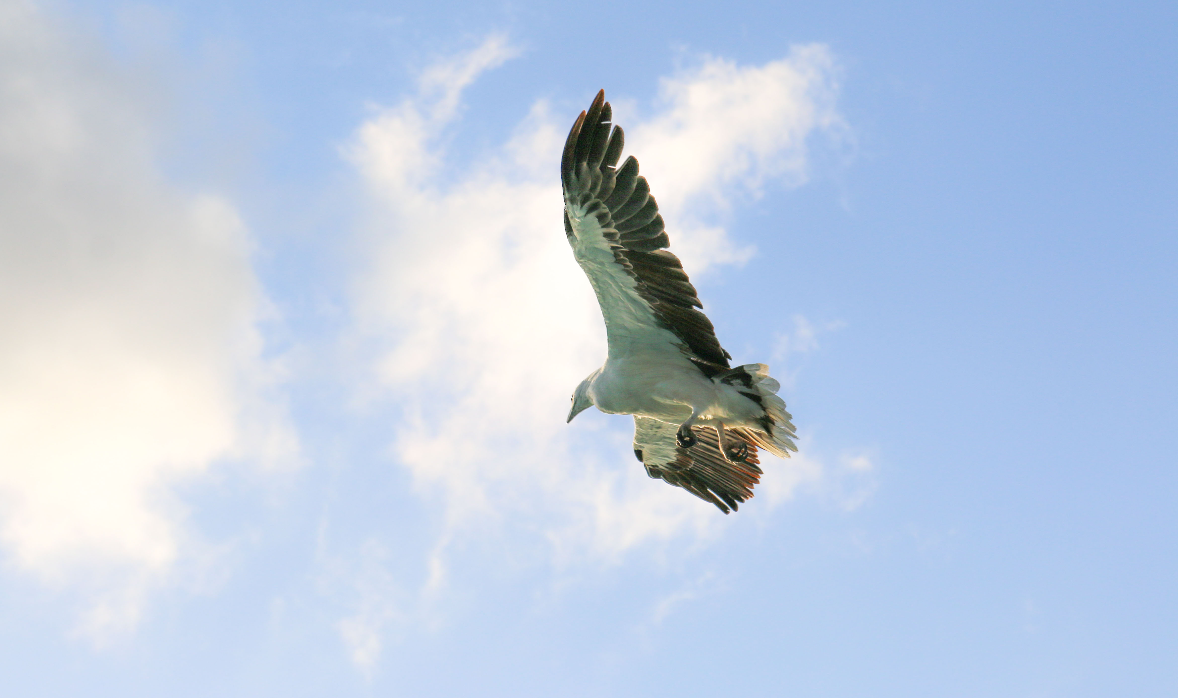 White Bellied Sea Eagle