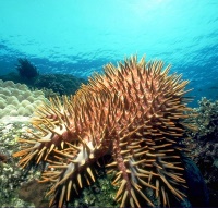 Sailing Whitsundays Hero Image For Crown-of-Thorns starfish in the Whitsundays