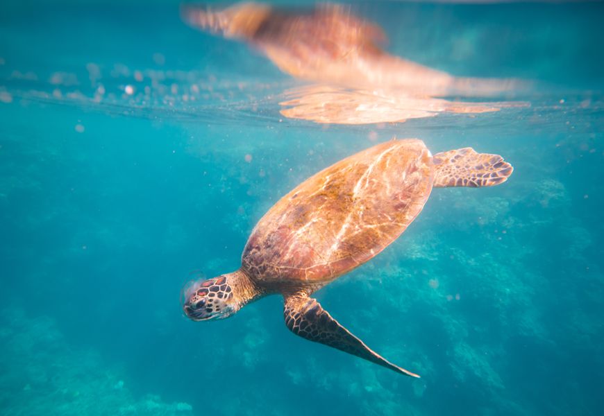 Turtle eating jellyfish