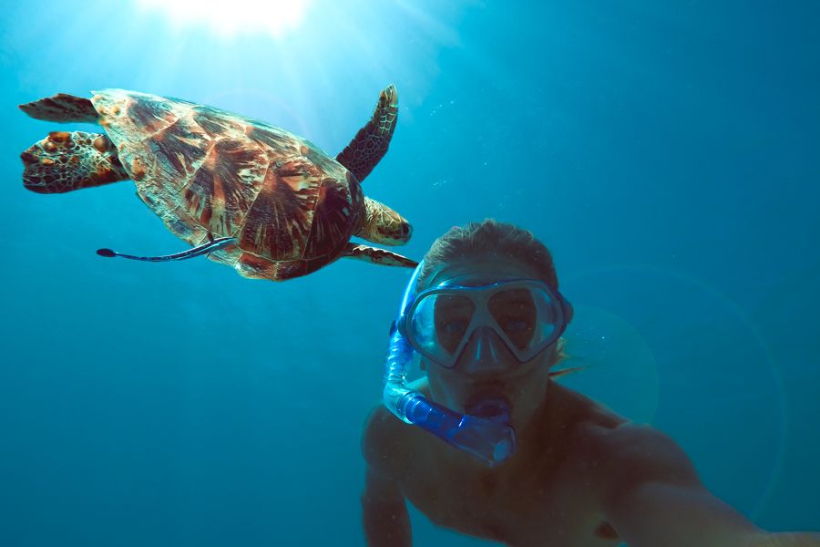 Green turtle in the Whitsundays, Snorkelling 