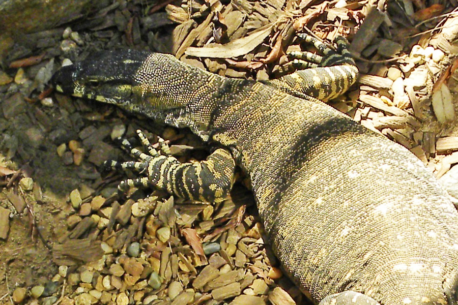 Sailing Whitsundays Hero Image For Goannas in the Whitsundays