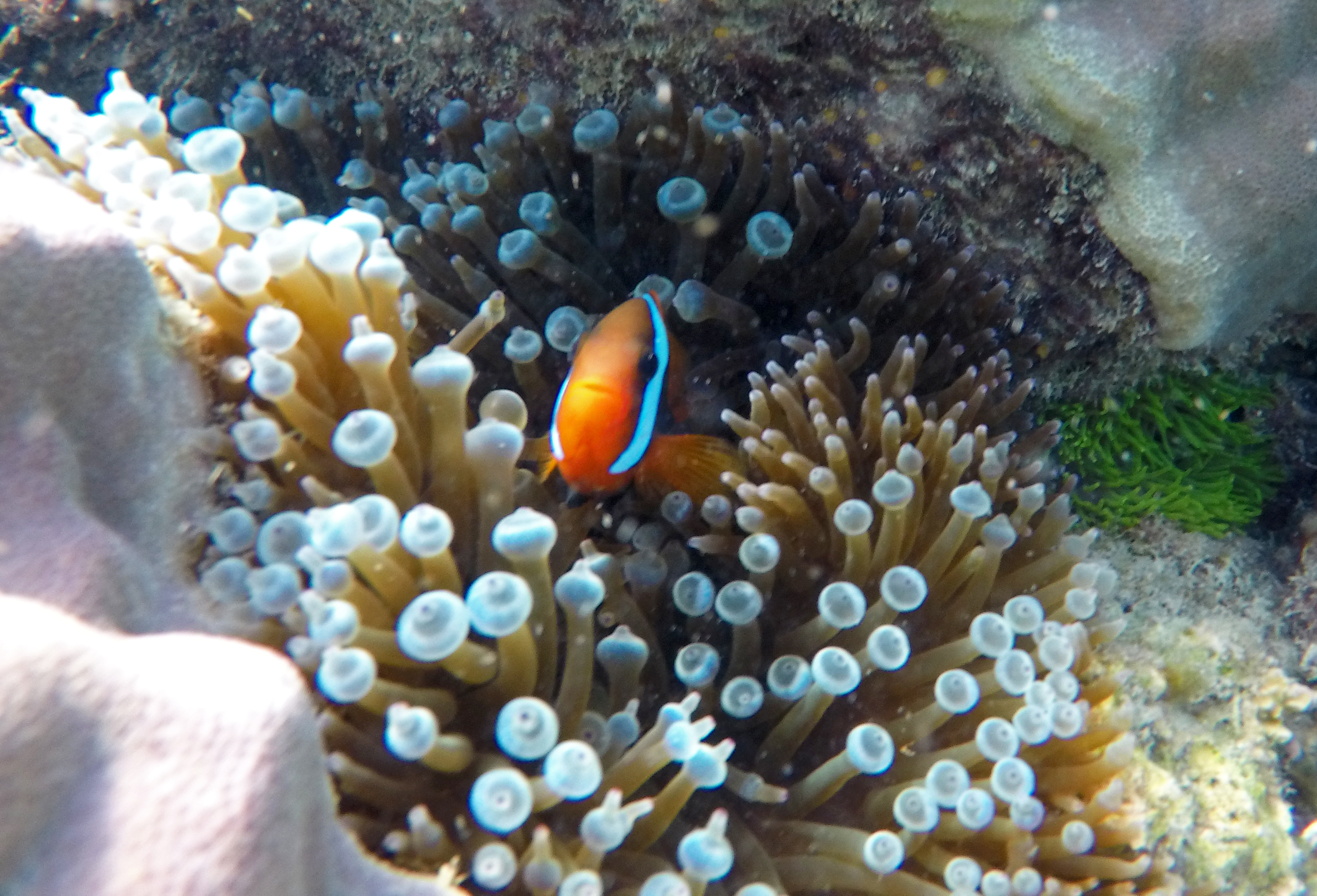 Nemo, Clownfish, Whitsundays