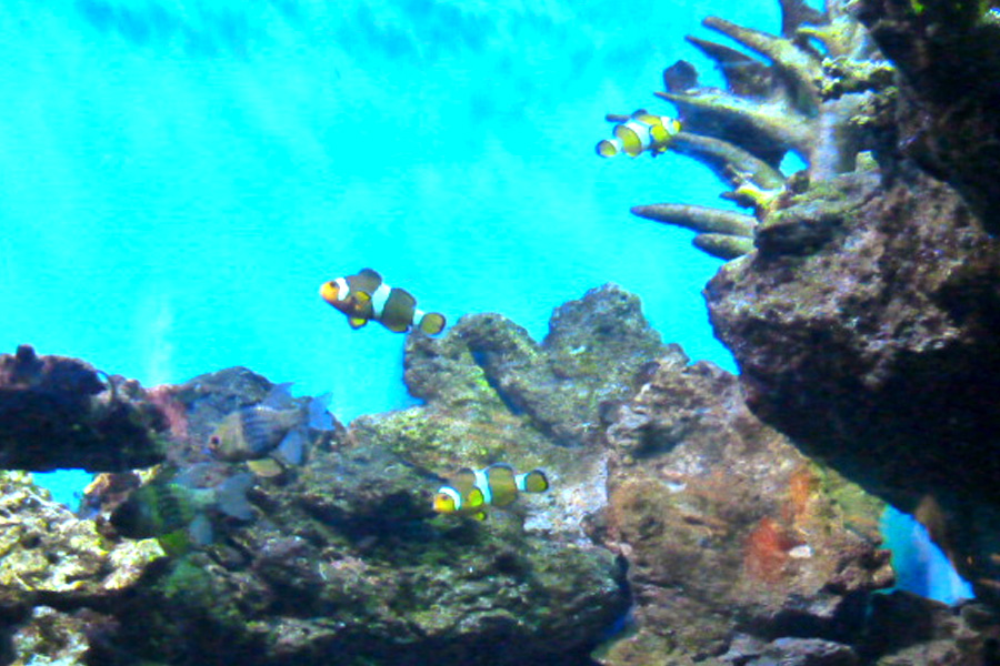 Sailing Whitsundays Hero Image For Whitsunday Anemone Fish - Find Nemo!