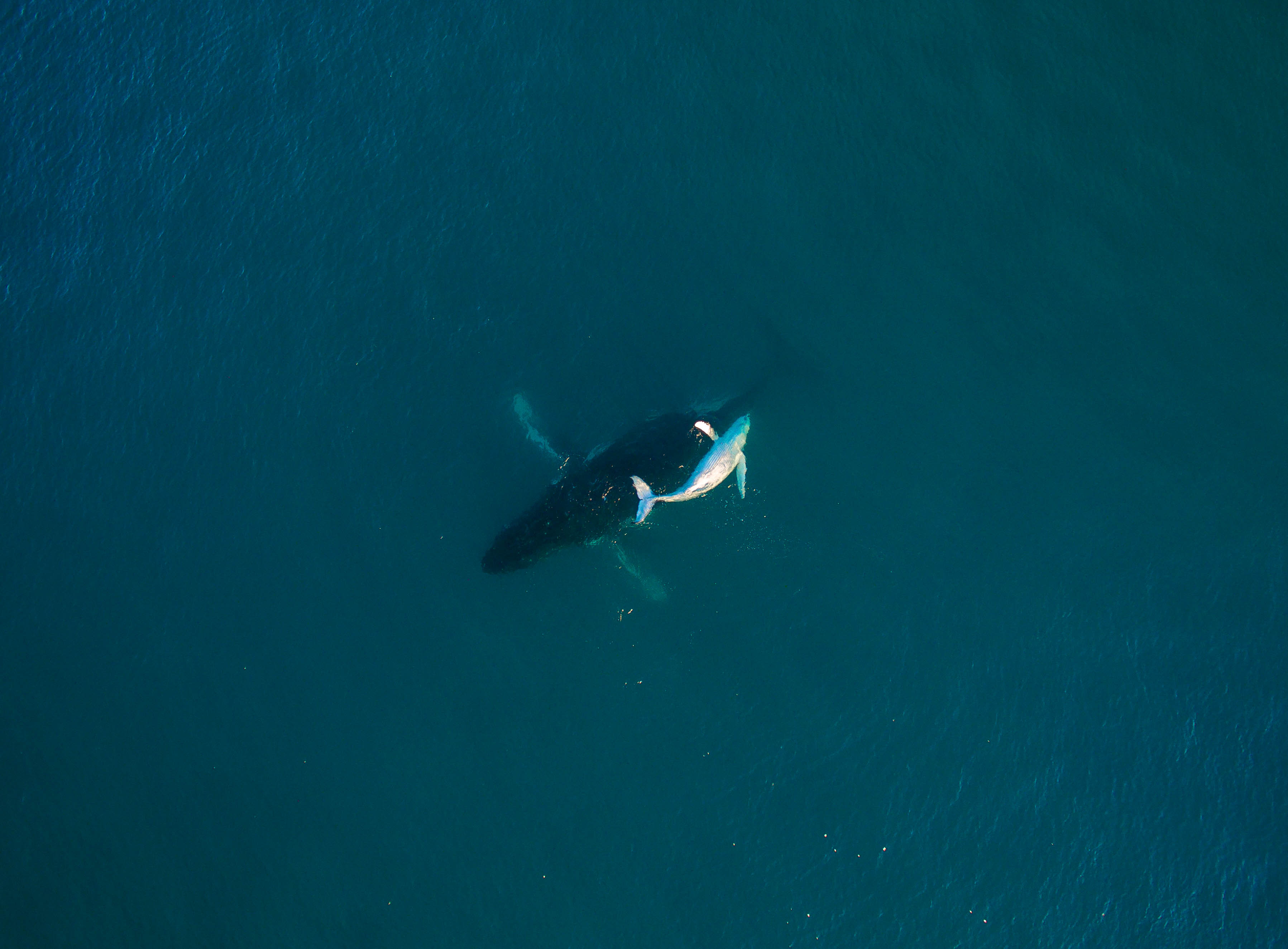 whales swimming in the ocean in the whitsunday waters