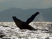 Sailing Whitsundays Hero Image For Humpback Whales