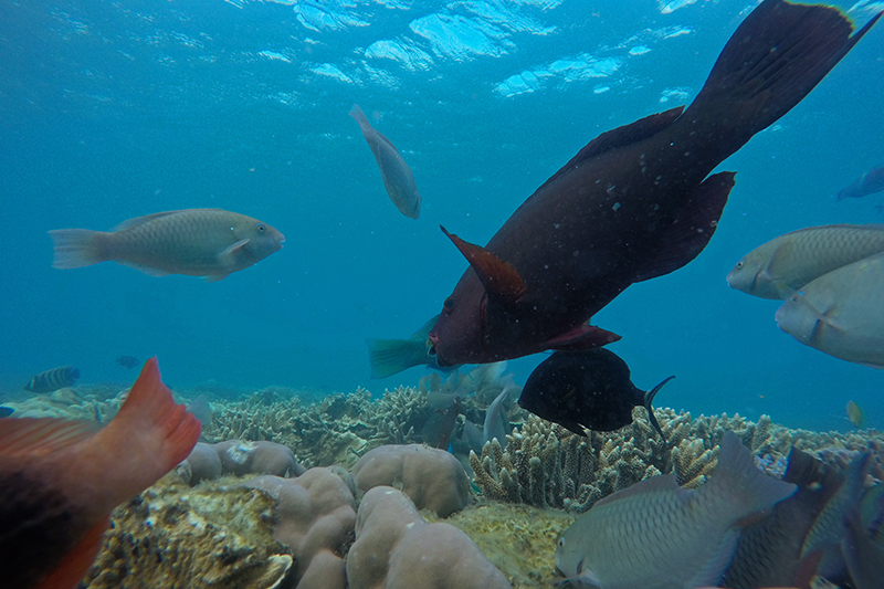 Fish found in the Whitsundays