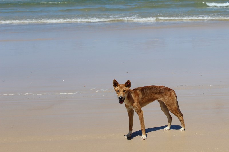 Sailing Whitsundays Hero Image For <p>A National Icon: The Fraser Island Dingo</p>
