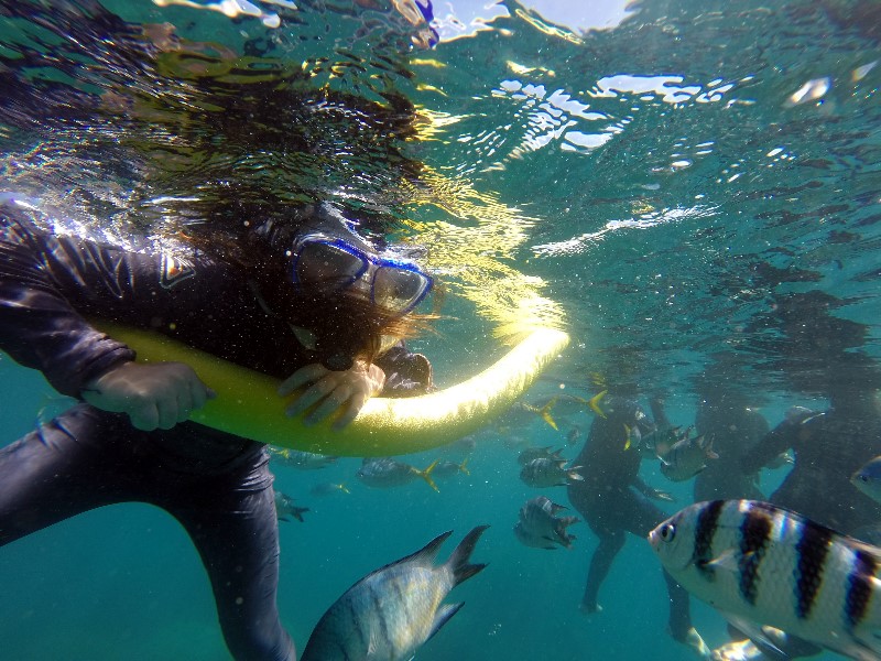 Sailing Whitsundays Hero Image For Whitsundays Popular Fish Species