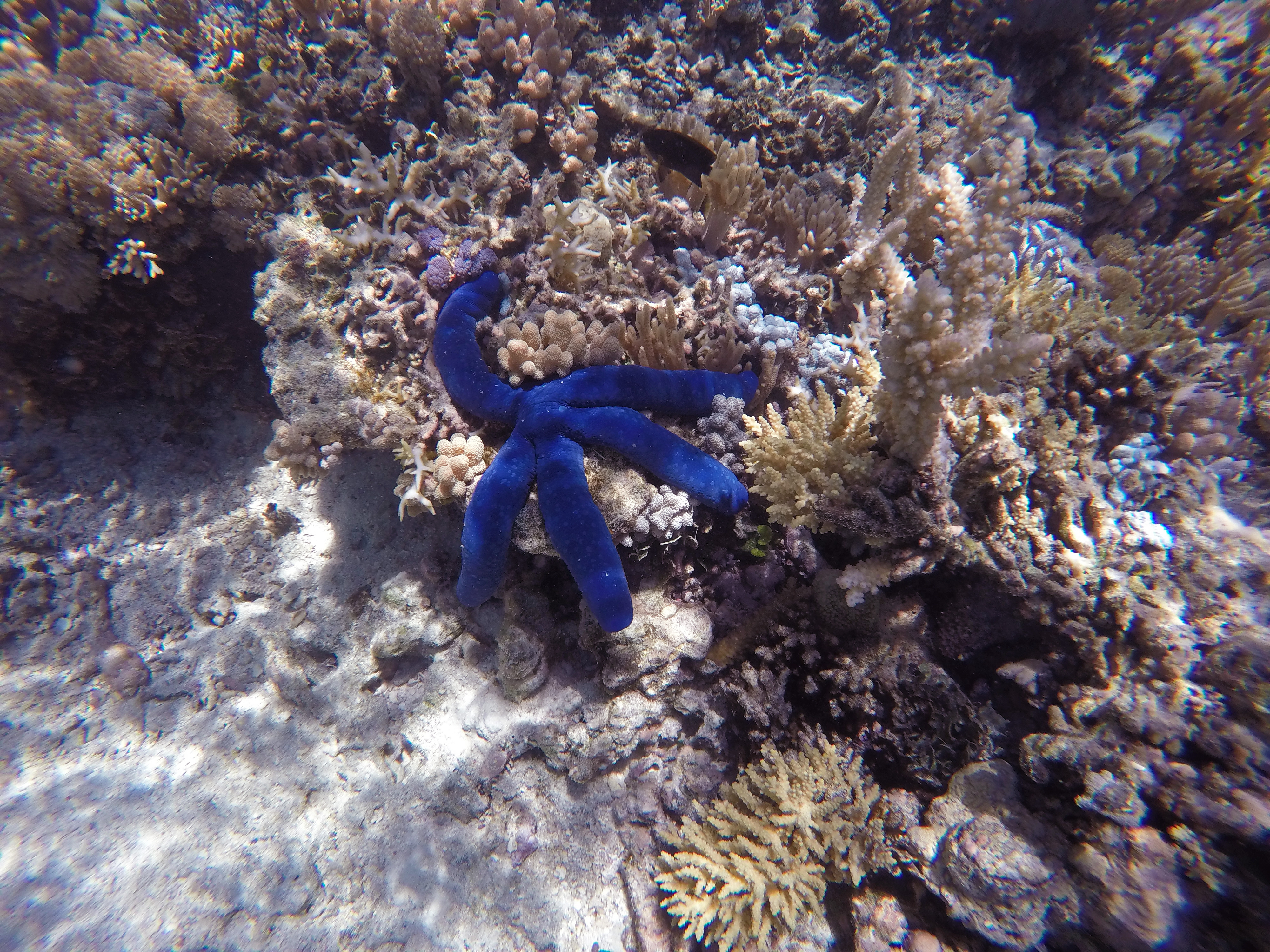 Sea Star, Starfish, Whitsundays