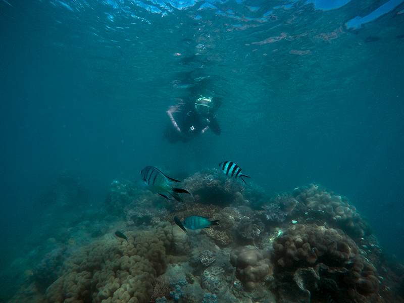 Sailing Whitsundays Hero Image For Most Sought After Fish in the Whitsundays