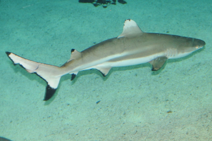 Sailing Whitsundays Hero Image For Reef Sharks in Whitsundays Shallow Waters