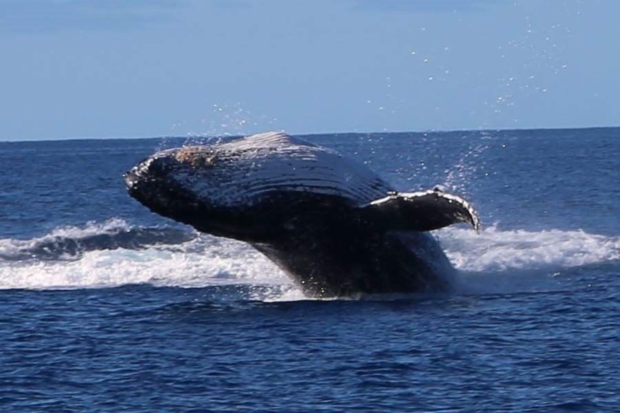 Sailing Whitsundays Hero Image For <p>Whale Watching Hervey Bay</p>
