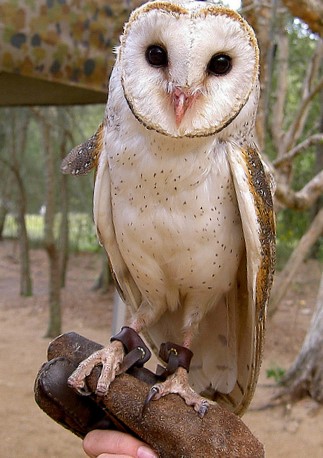 Sailing Whitsundays Hero Image For Australian Masked Owl in the Whitsundays