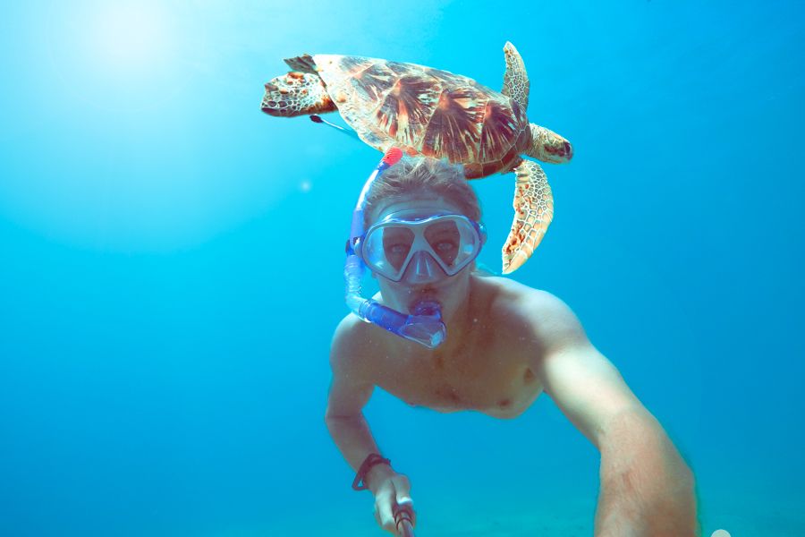 Swimming with Turtles Whitsundays