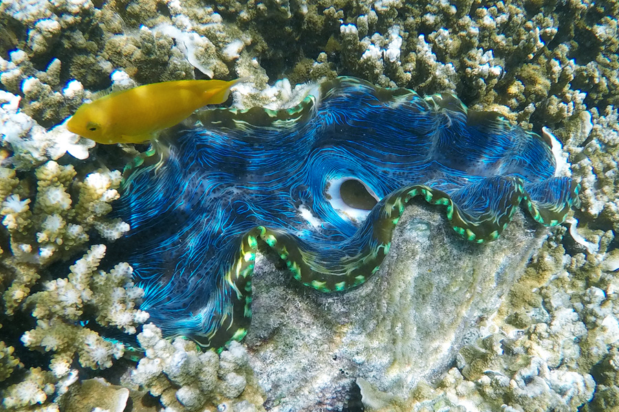 Sailing Whitsundays Hero Image For Whitsundays Giant Clams