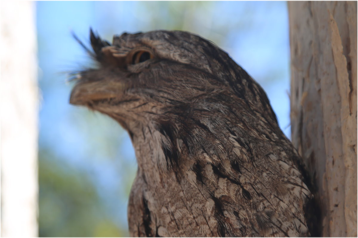 Sailing Whitsundays Hero Image For Tawny Frogmouth Whitsundays