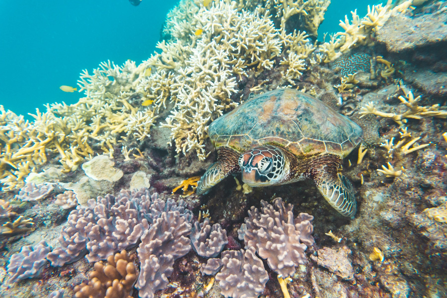 Turtle swimming amongst coral walls in the Whitsundays