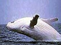 Sailing Whitsundays Hero Image For Migaloo and Bahloo the White Whale