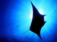 Sailing Whitsundays Hero Image For Mantarays in the Whitsundays